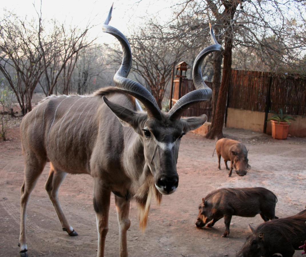 Kiburi Lodge @ Kruger, A Secluded Bushveld Getaway Marloth Park Exterior photo