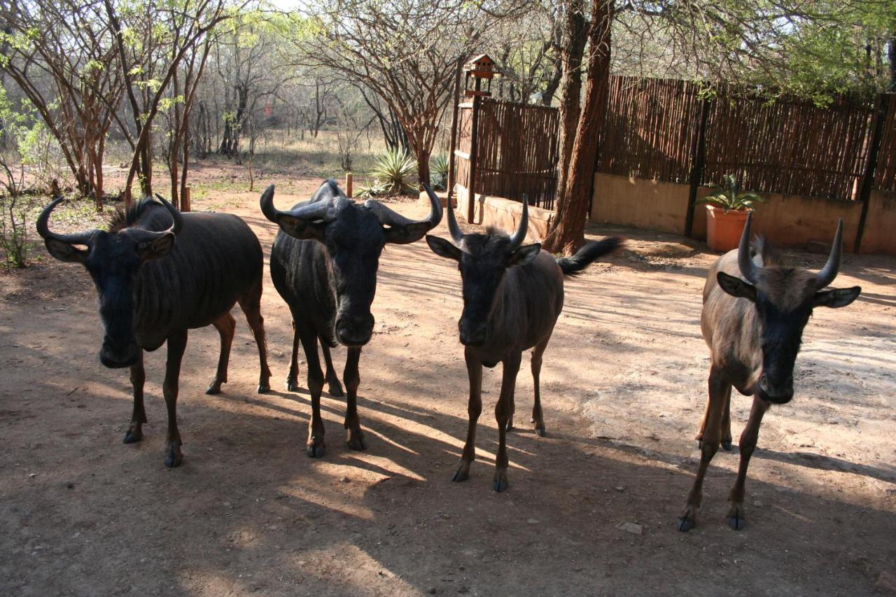 Kiburi Lodge @ Kruger, A Secluded Bushveld Getaway Marloth Park Exterior photo