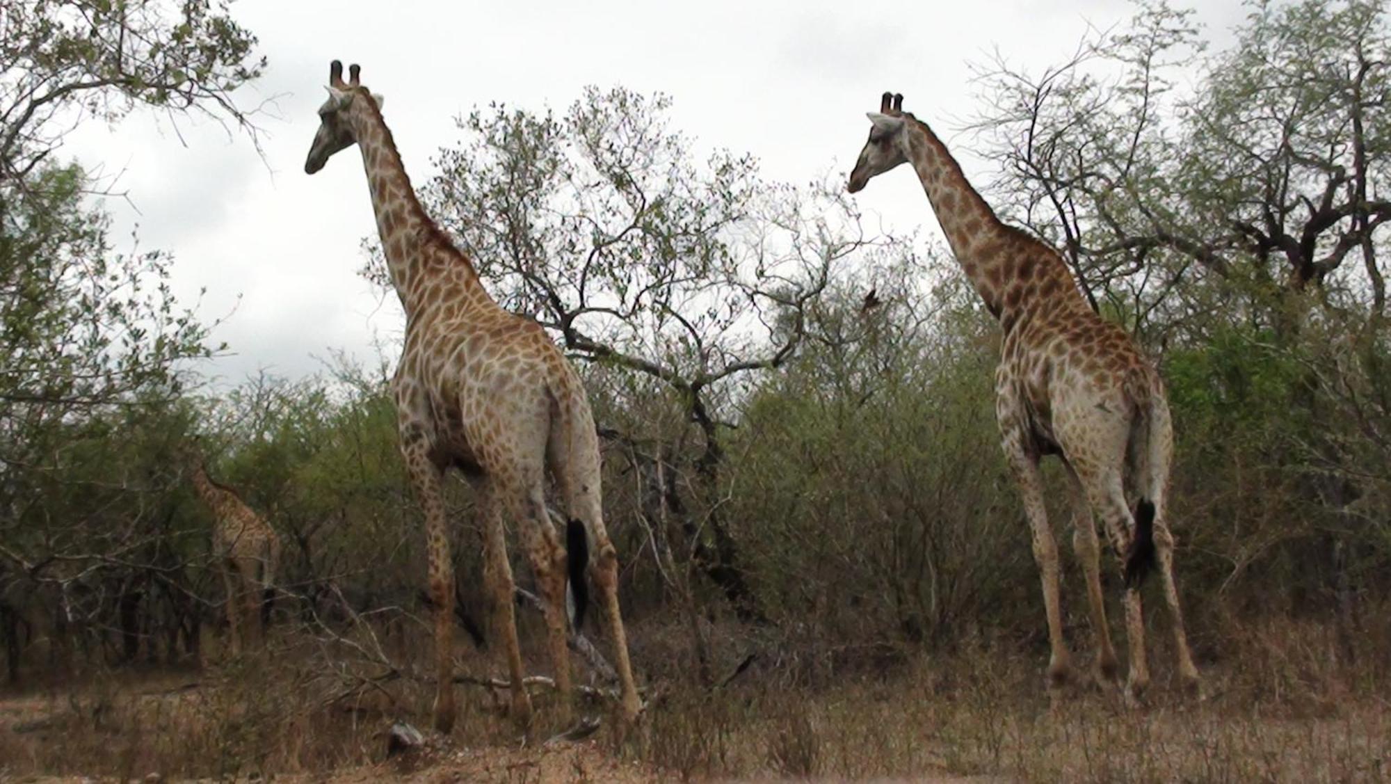 Kiburi Lodge @ Kruger, A Secluded Bushveld Getaway Marloth Park Exterior photo