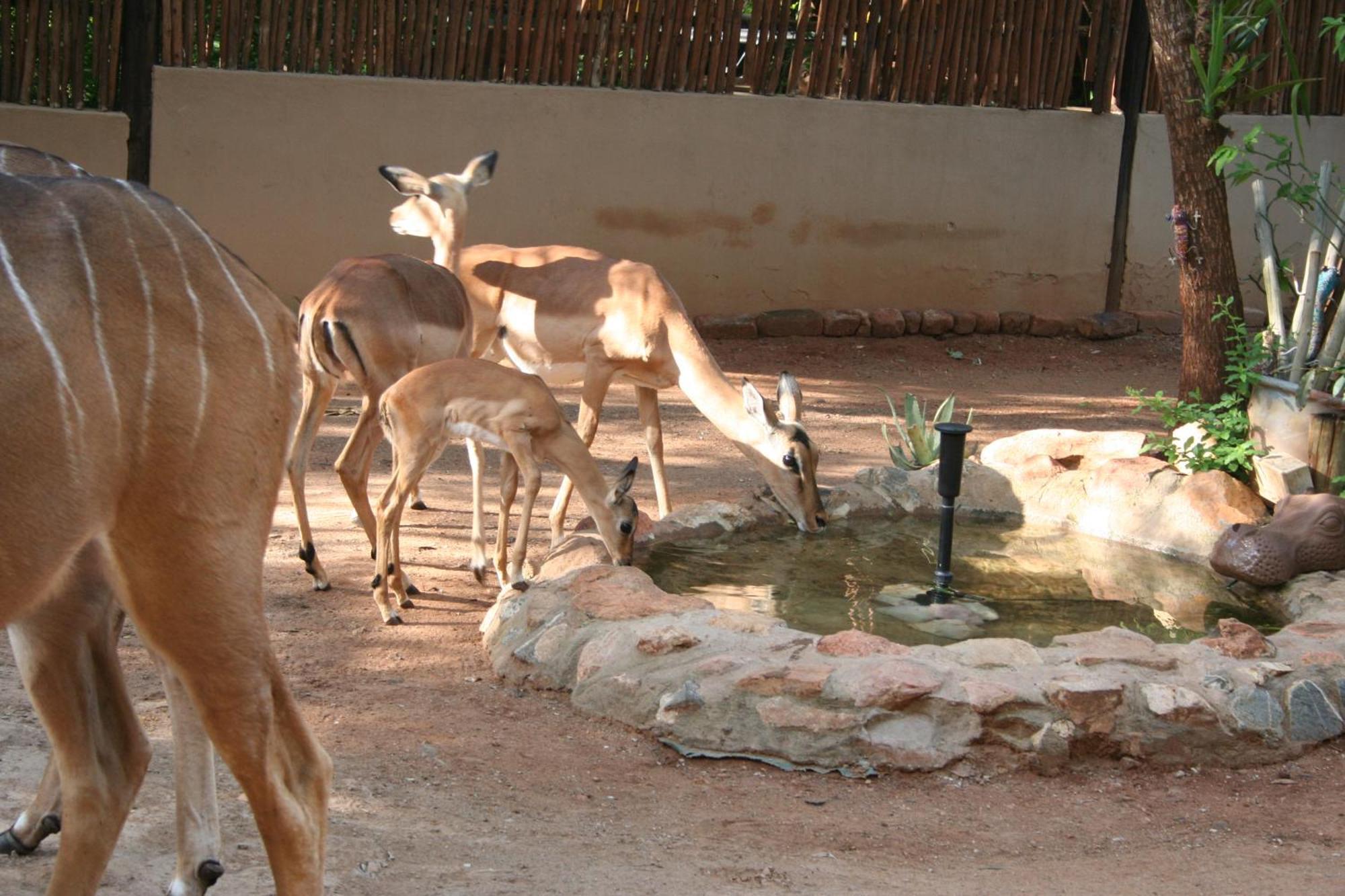 Kiburi Lodge @ Kruger, A Secluded Bushveld Getaway Marloth Park Exterior photo