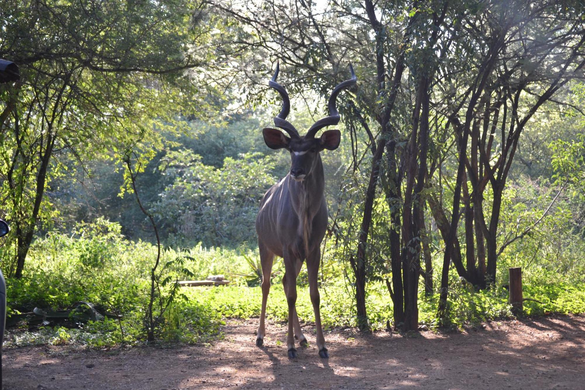 Kiburi Lodge @ Kruger, A Secluded Bushveld Getaway Marloth Park Exterior photo