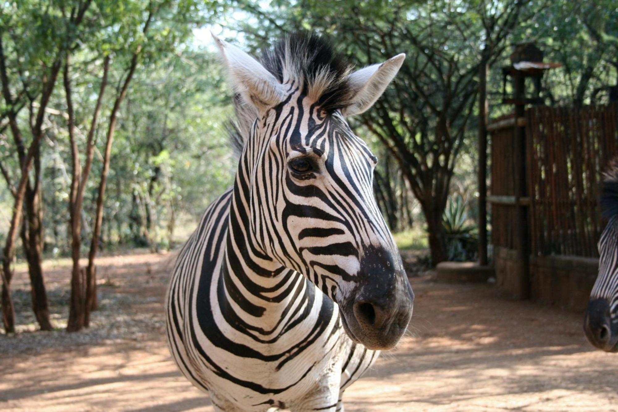 Kiburi Lodge @ Kruger, A Secluded Bushveld Getaway Marloth Park Exterior photo