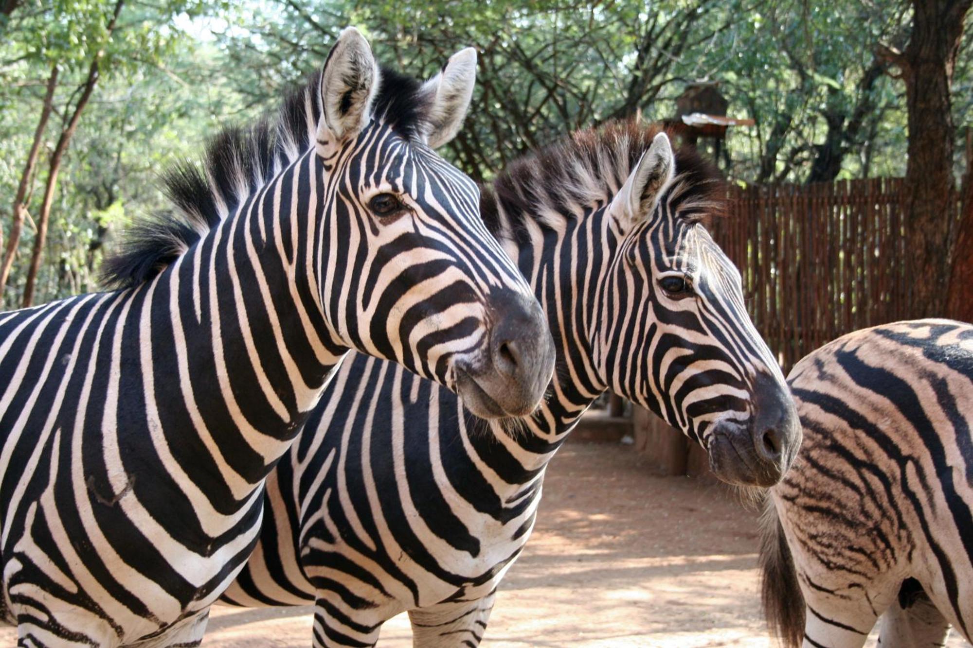 Kiburi Lodge @ Kruger, A Secluded Bushveld Getaway Marloth Park Exterior photo